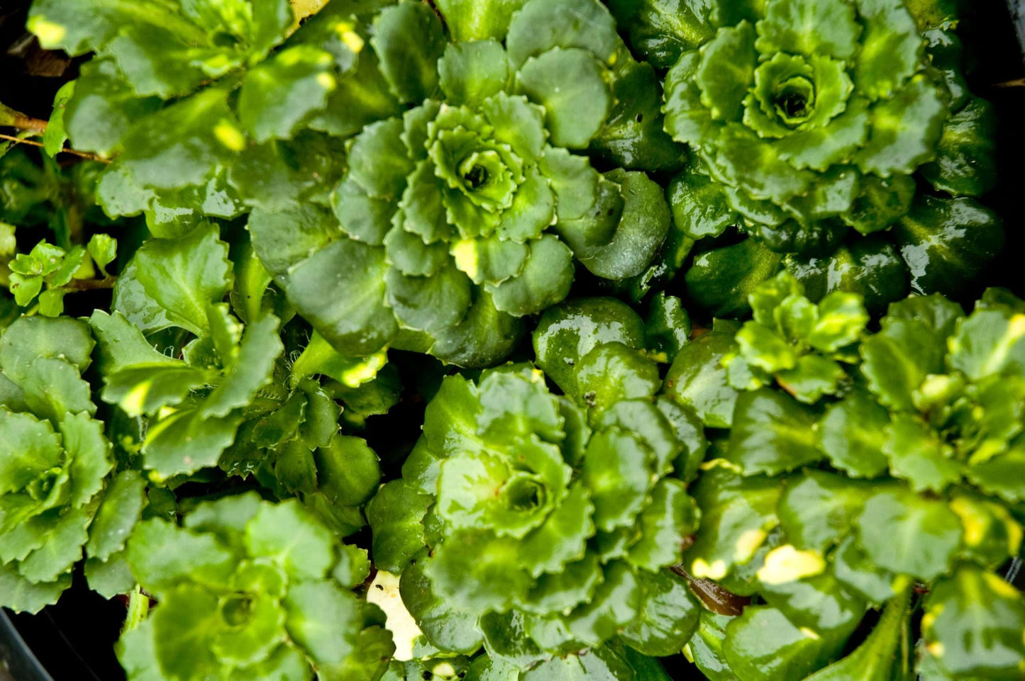 Saxifraga umbrosa 'Variegata'