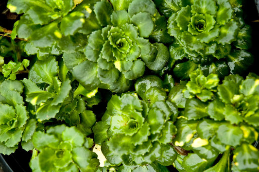 Saxifraga umbrosa 'Variegata'