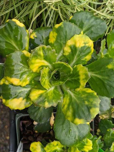 Saxifraga umbrosa 'Variegata'