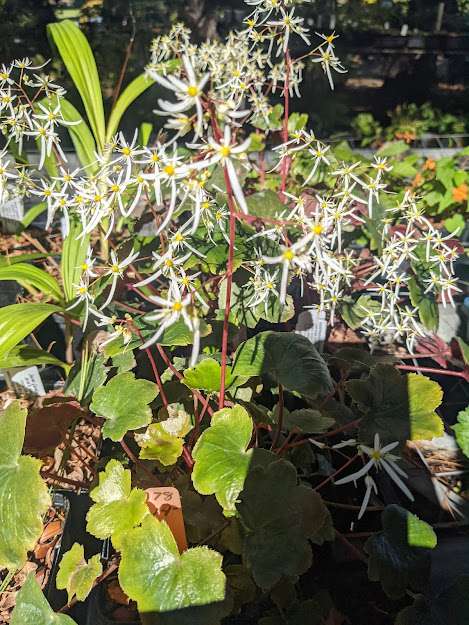 Saxifraga fortunei ‘Rubrifolia’