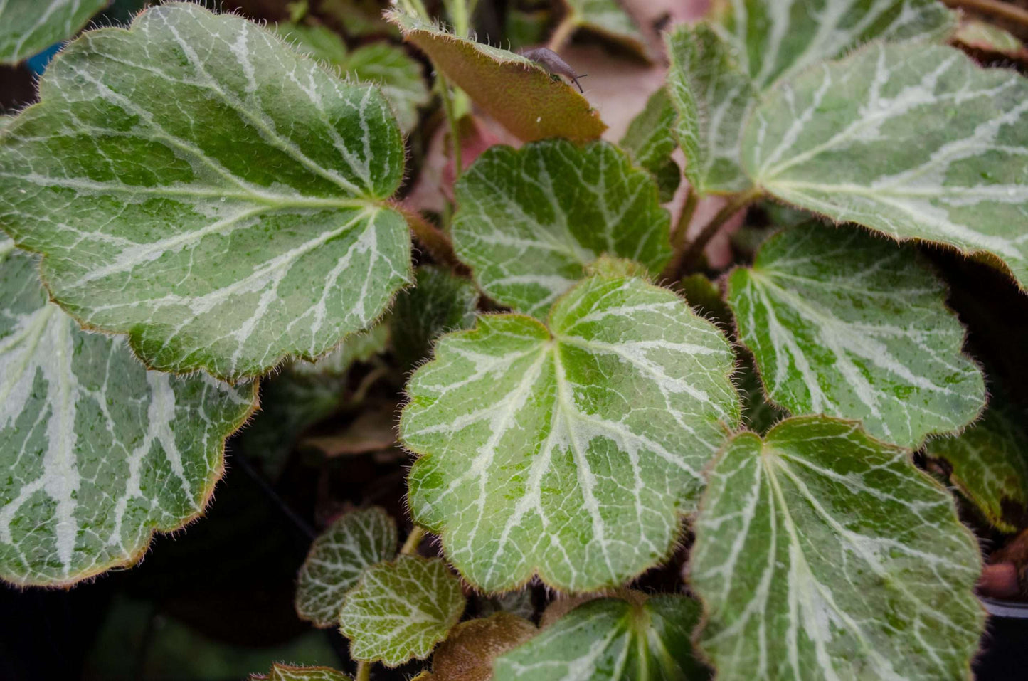 Saxifraga stolonifera