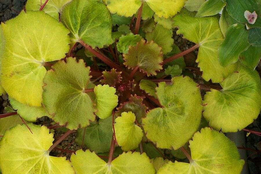 Saxifraga stolonifera 'Harvest Moon'