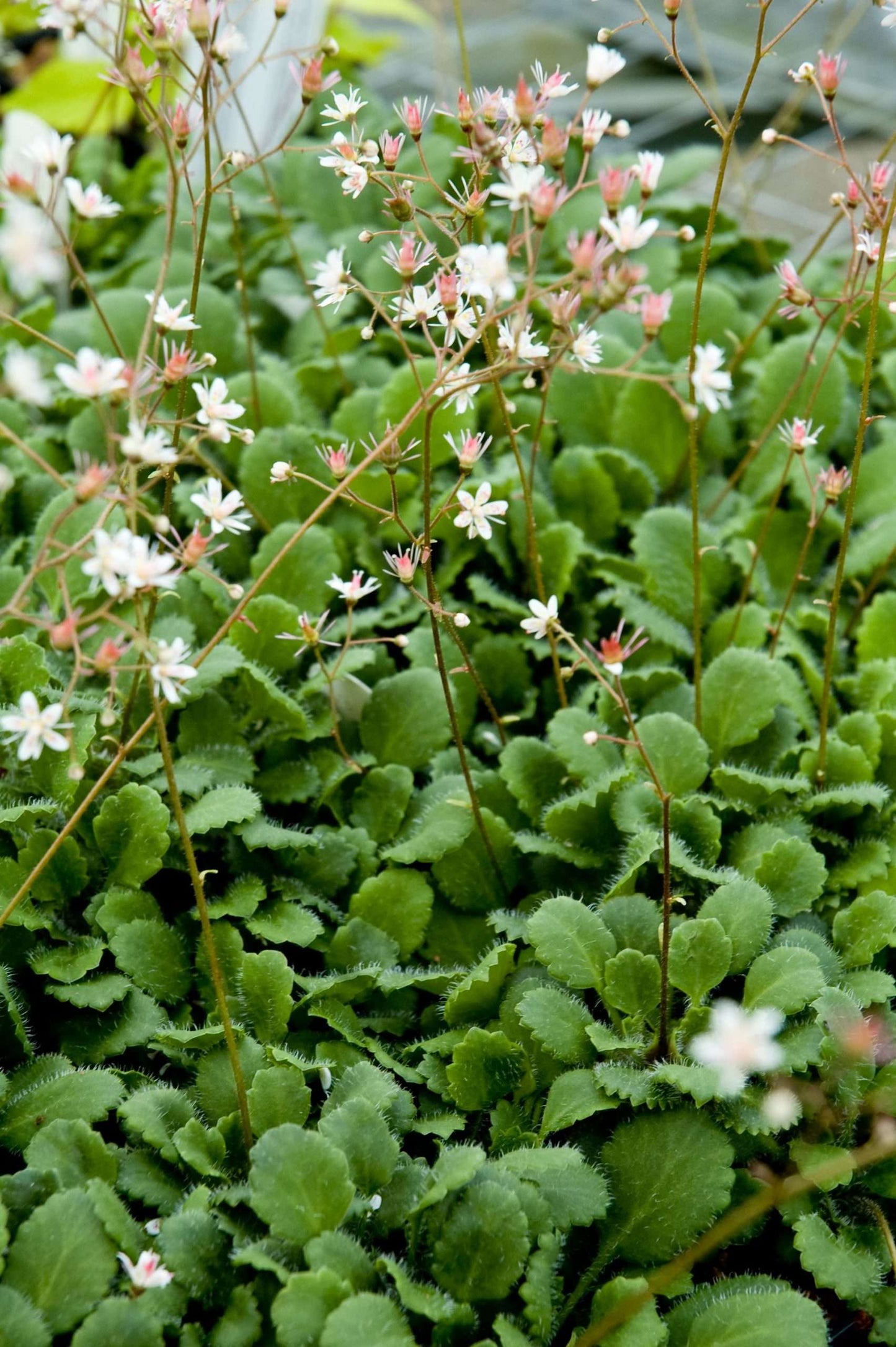 Saxifraga x geum