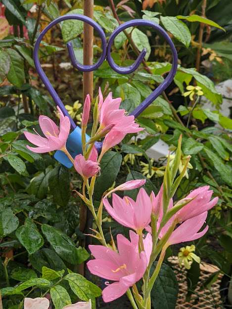Hesperantha coccinea 'November Cheer'