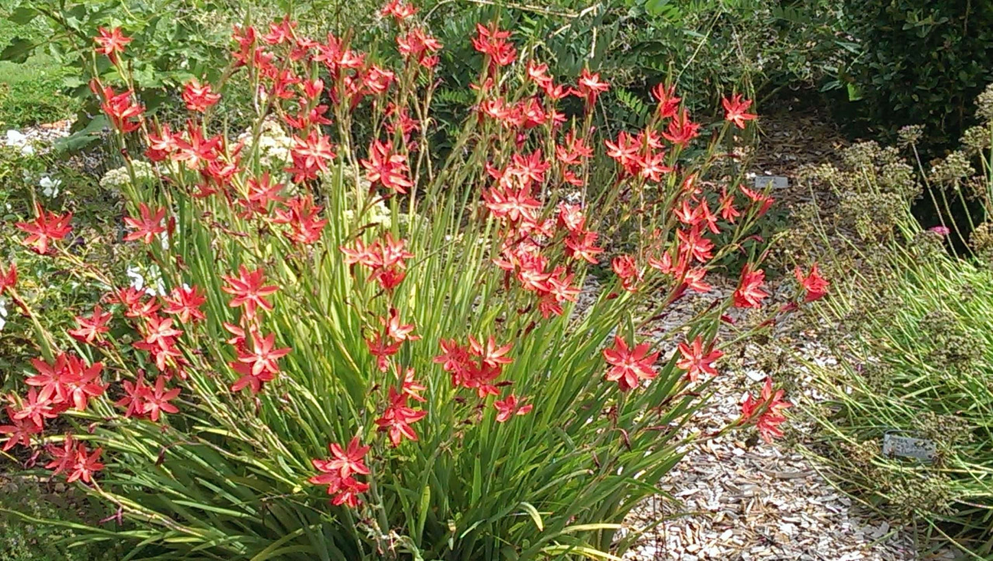 Hesperantha coccinea 'Oregon Sunset'