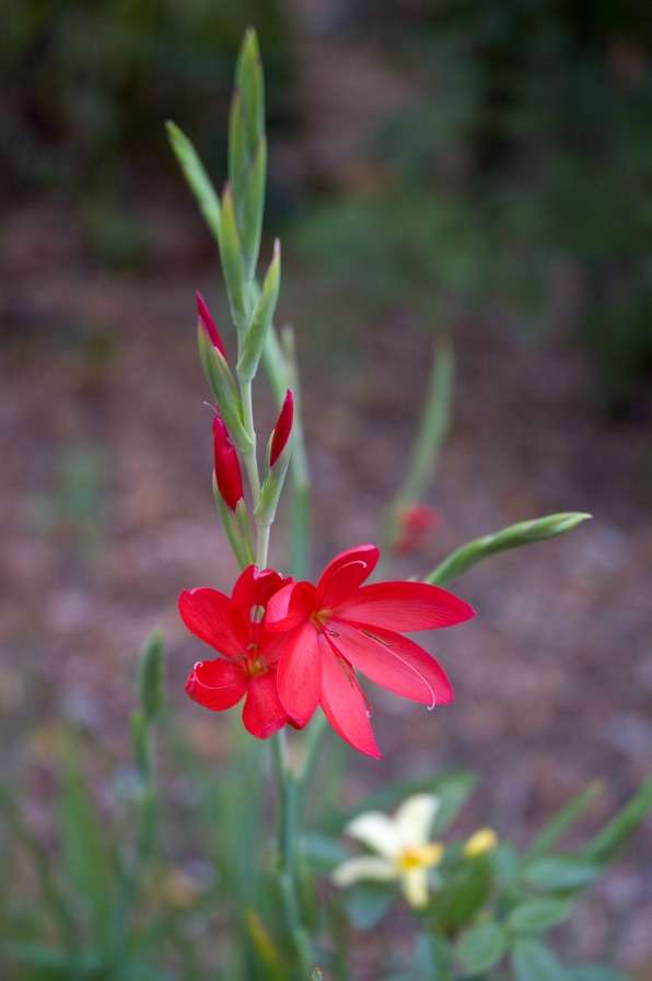 Hesperantha coccinea 'Oregon Sunset'