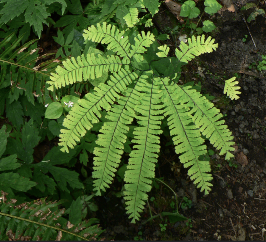 Adiantum pedatum - Maidenhair fern