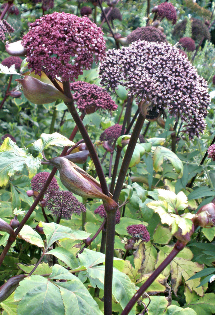 Angelica gigas