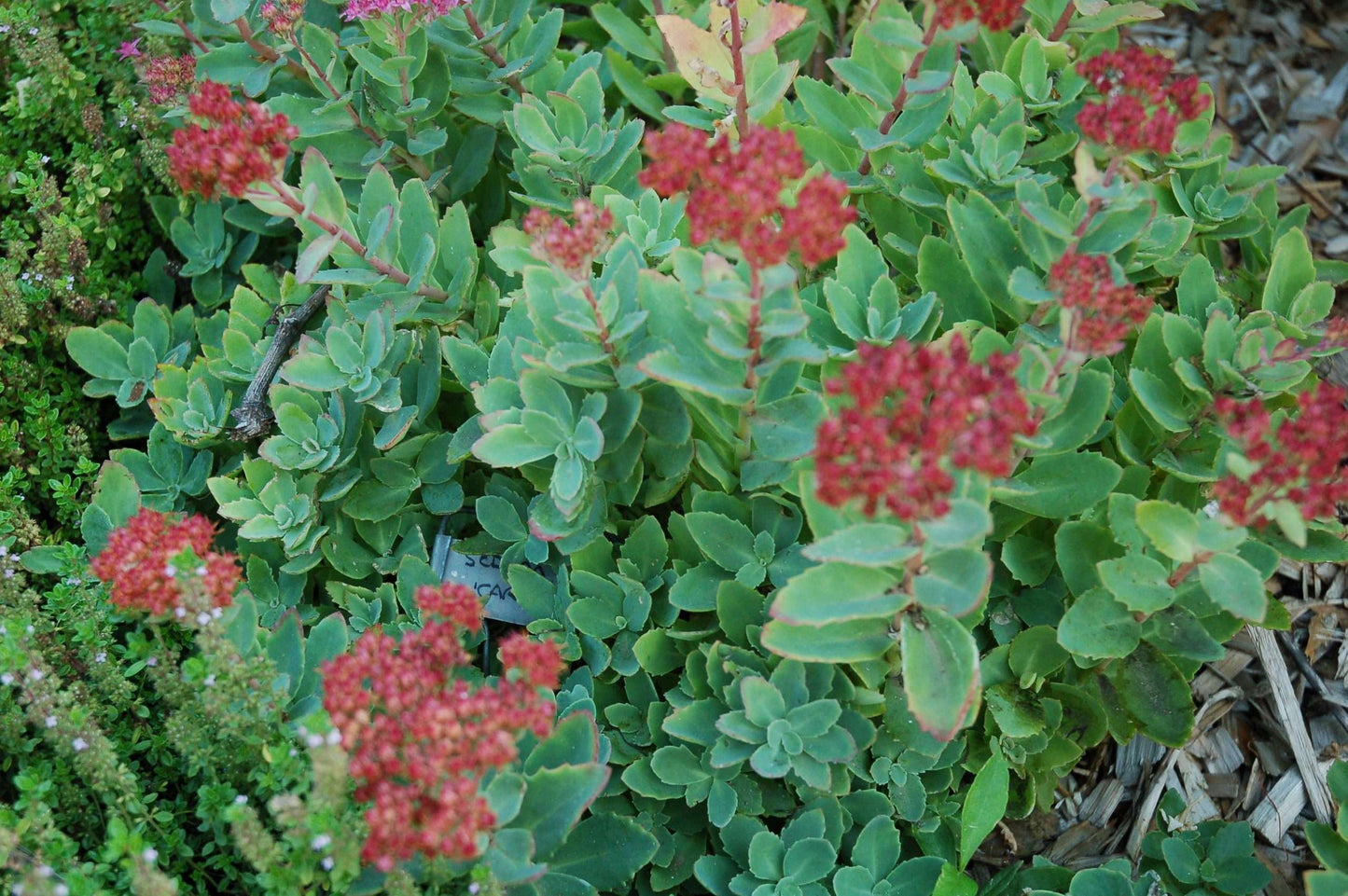 Sedum 'Carl'