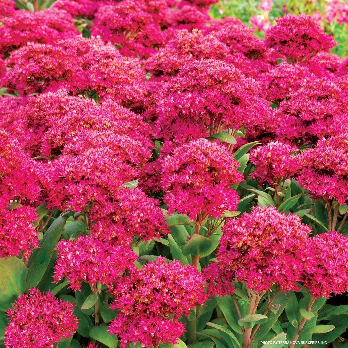 Sedum ‘Class Act’