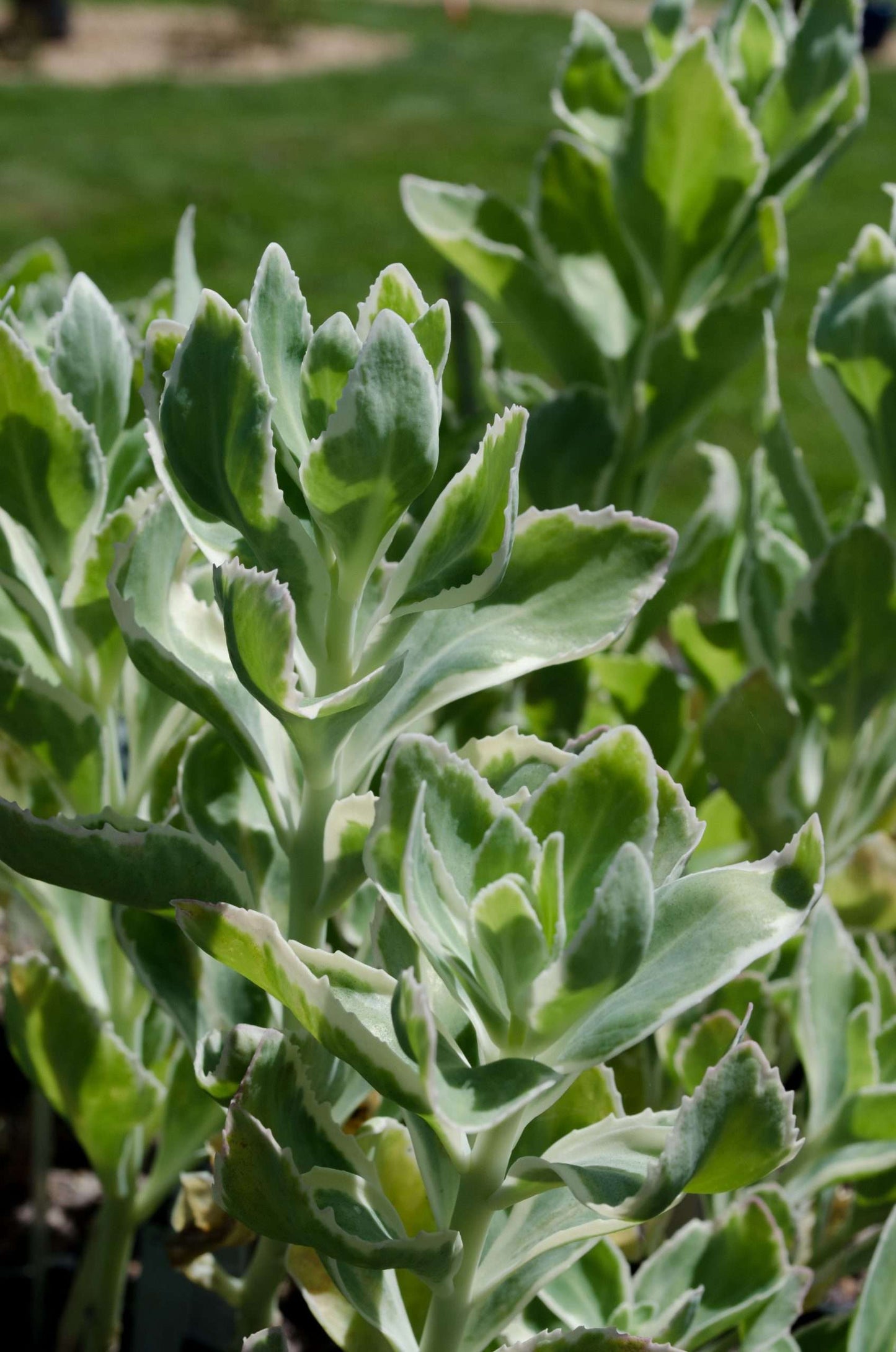 Sedum 'Frosty Morn'