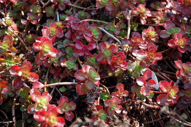 Sedum spurium 'Fuldaglut'