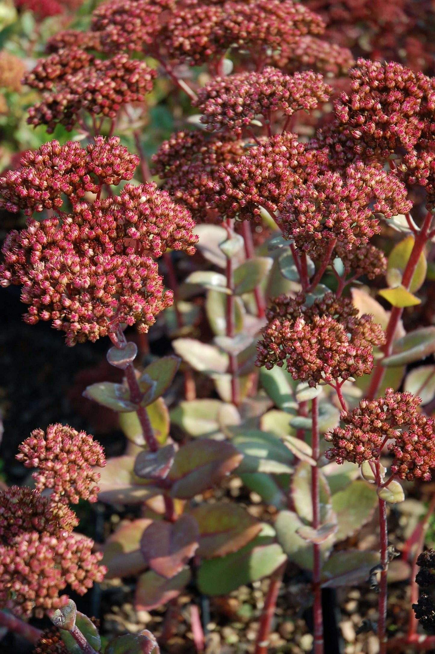 Sedum Matrona