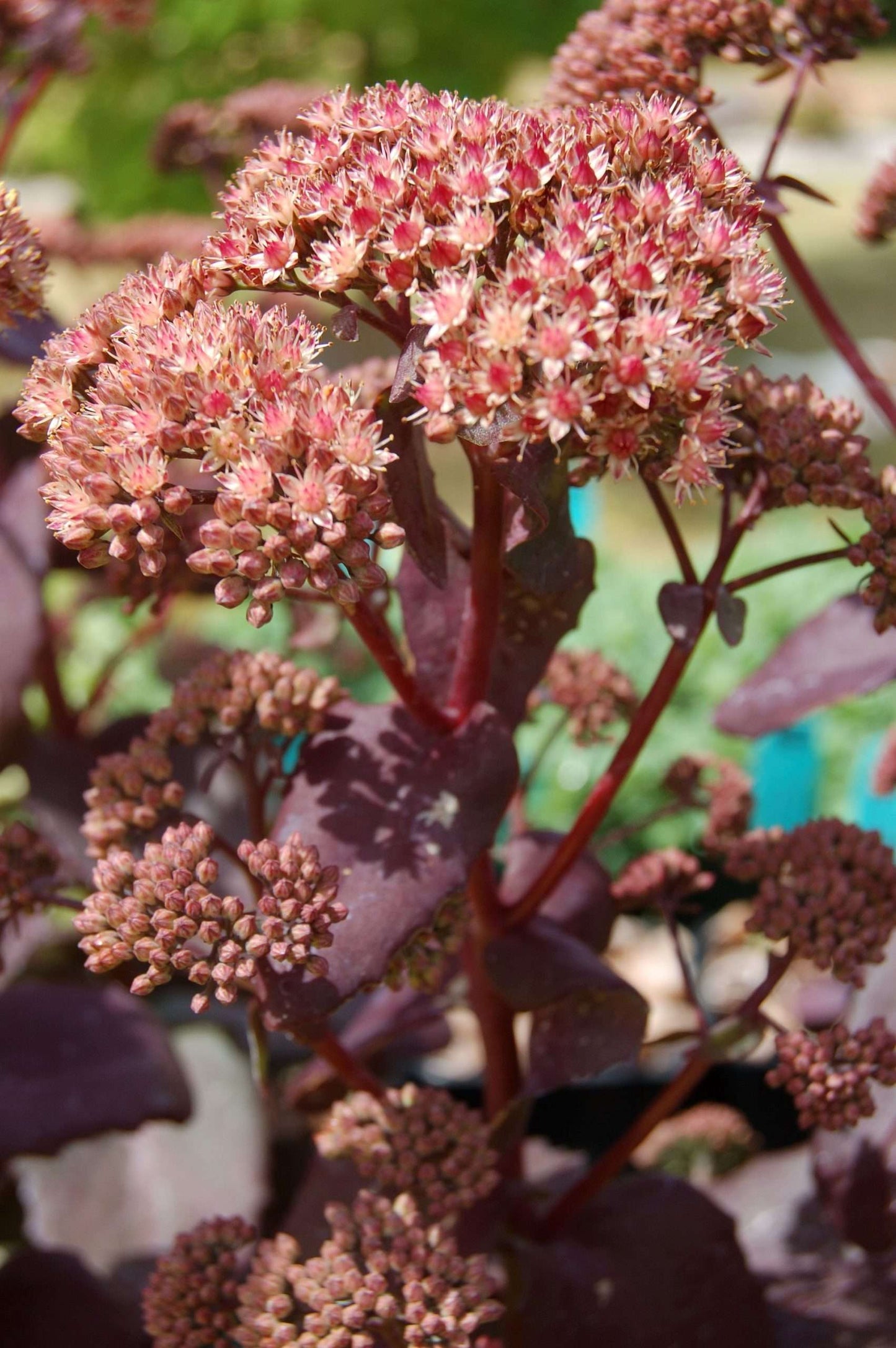 Sedum 'Purple Emperor'