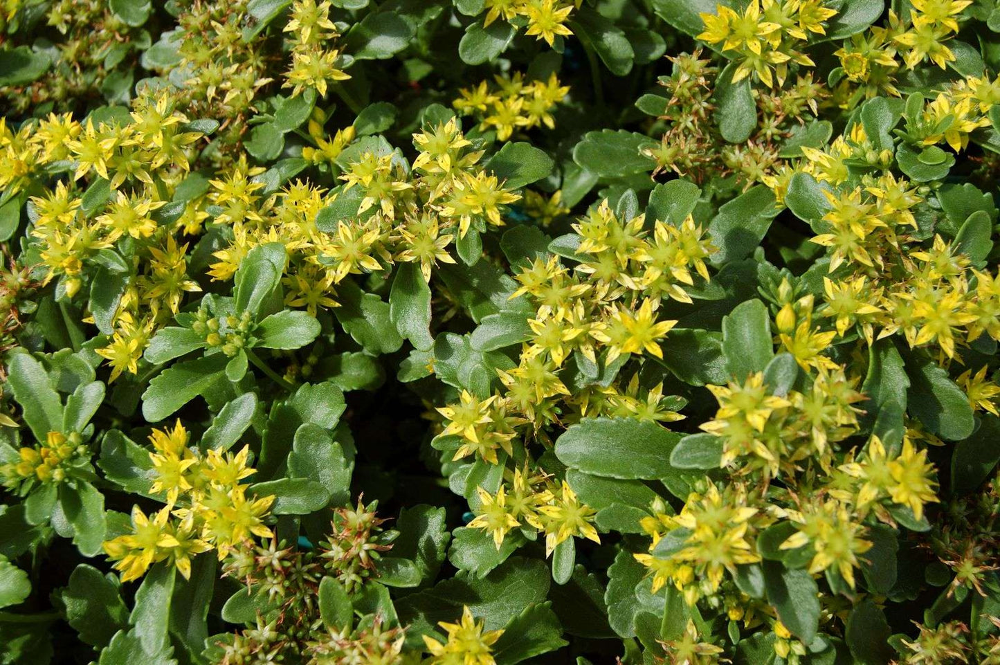 Sedum middendorffianum