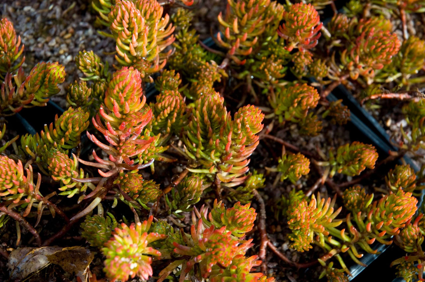 Sedum rupestre Aureum