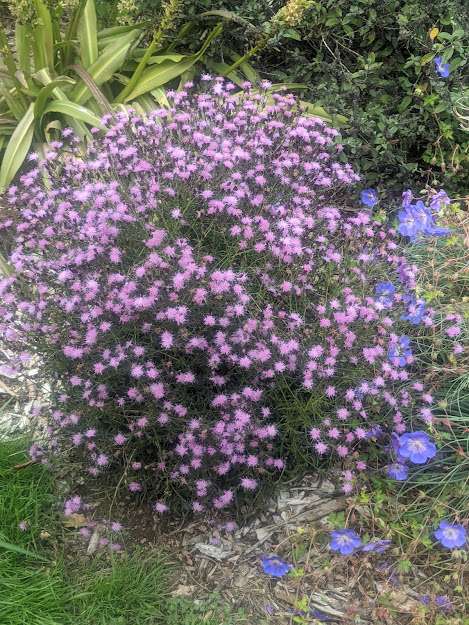 Serratula tinctoria ssp. seoanei