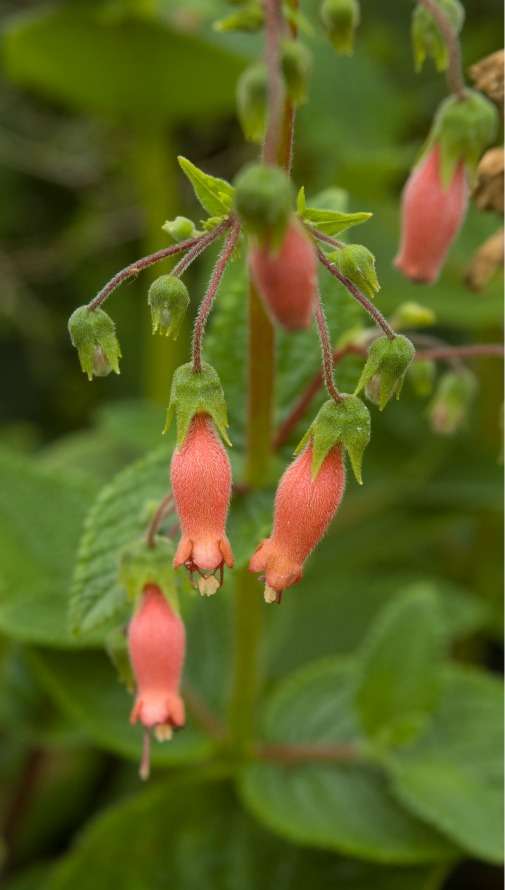 Sinningia sellovii