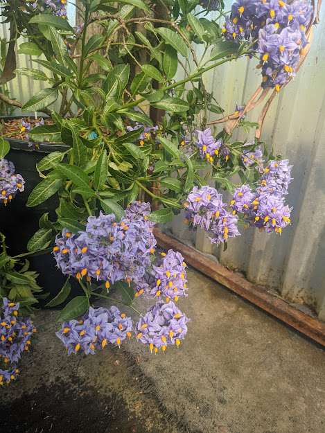 Solanum crispum 'Glasnevin'