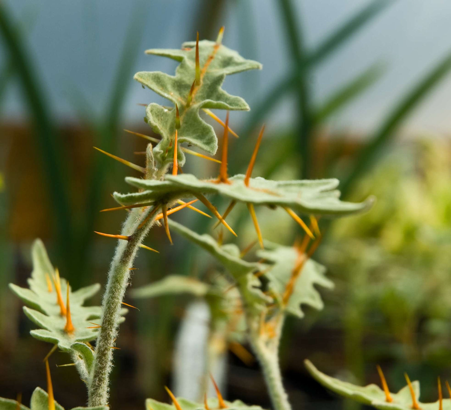 Solanum pyracanthum