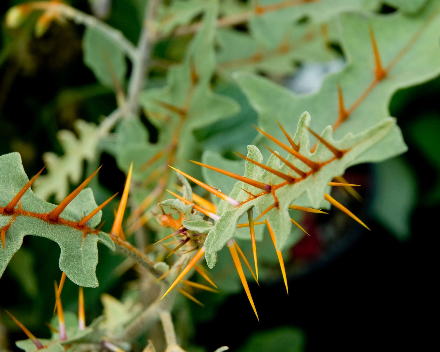 Solanum pyracanthum