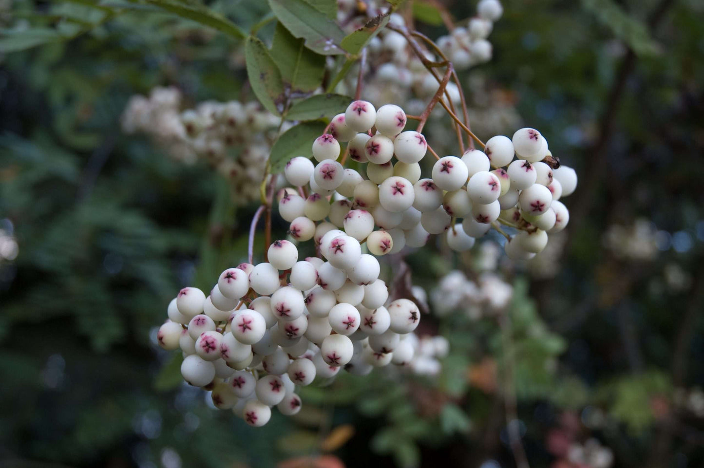 Sorbus cashmeriana
