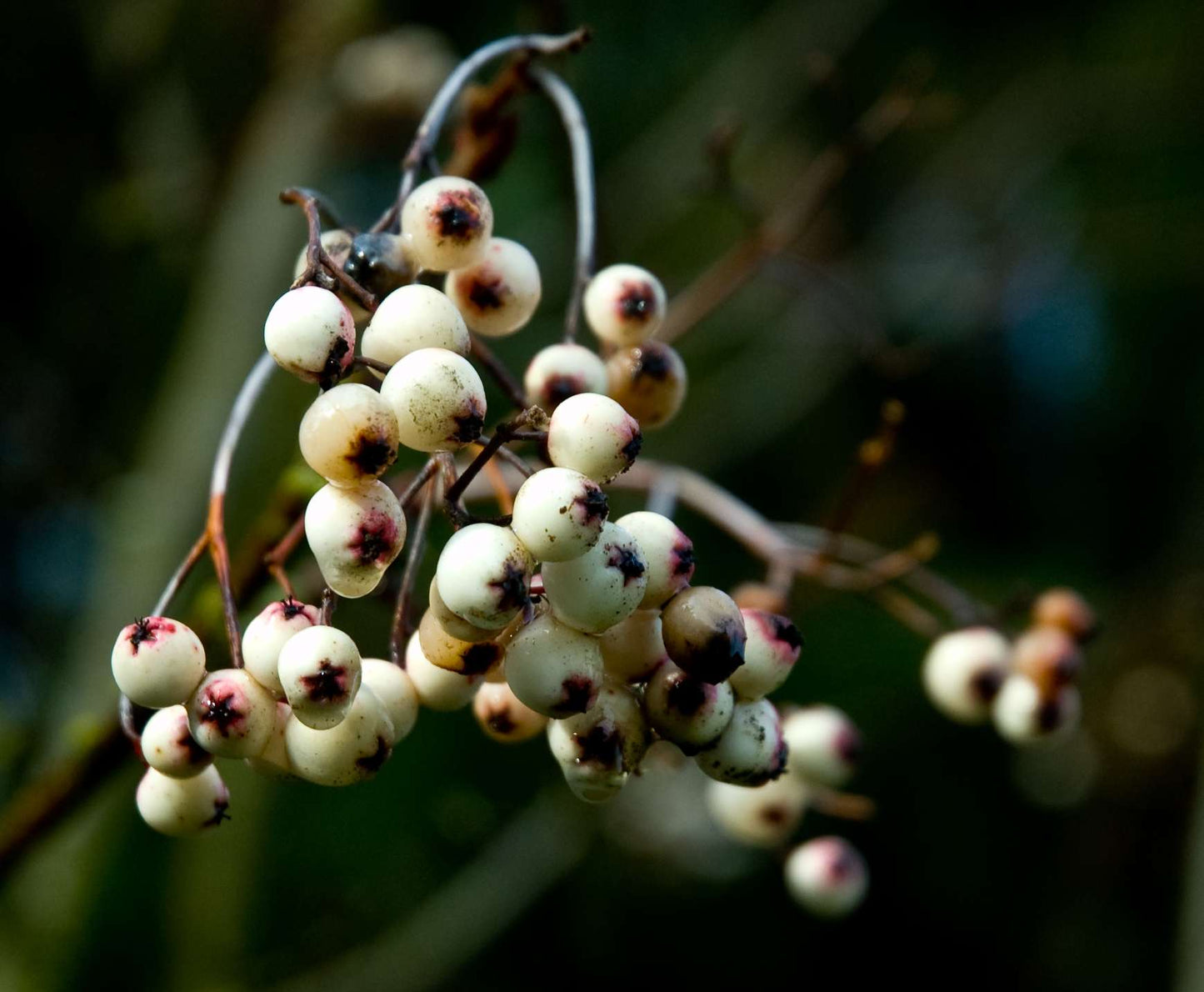 Sorbus cashmeriana