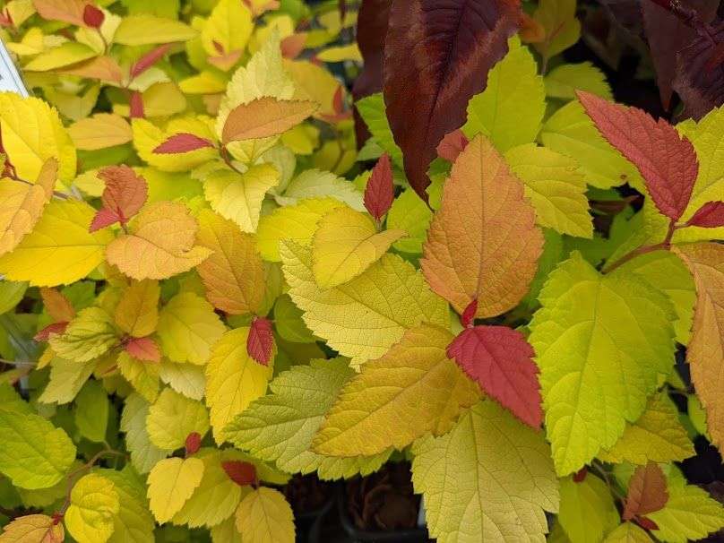Spiraea japonica Double Play® Candy Corn™