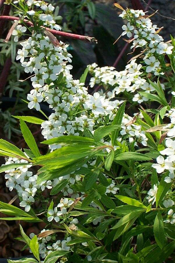 Spiraea 'Mt Fuji'