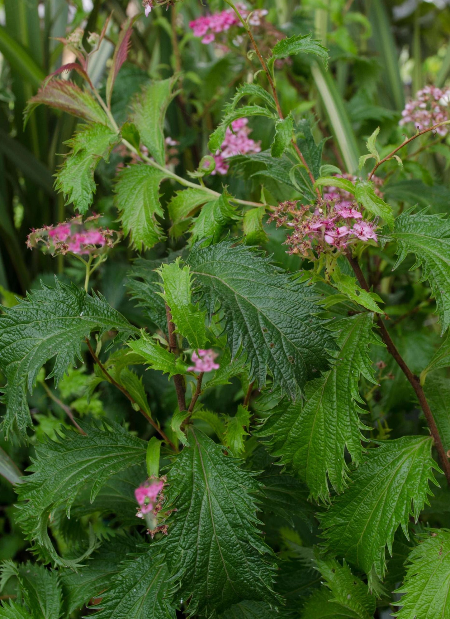 Spiraea nipponica Peacock