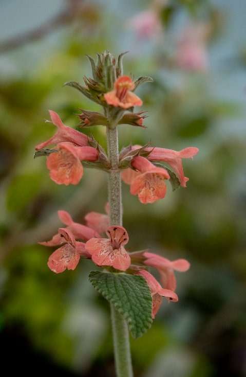 Stachys albotomentosa 'Hidalgo'