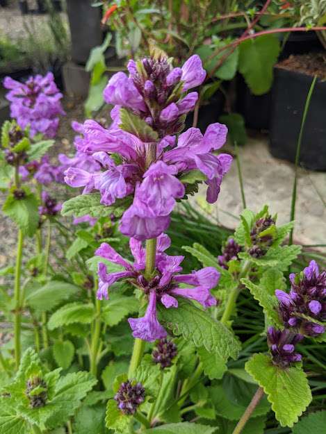 Stachys macrantha 'Robusta' DHTU0019