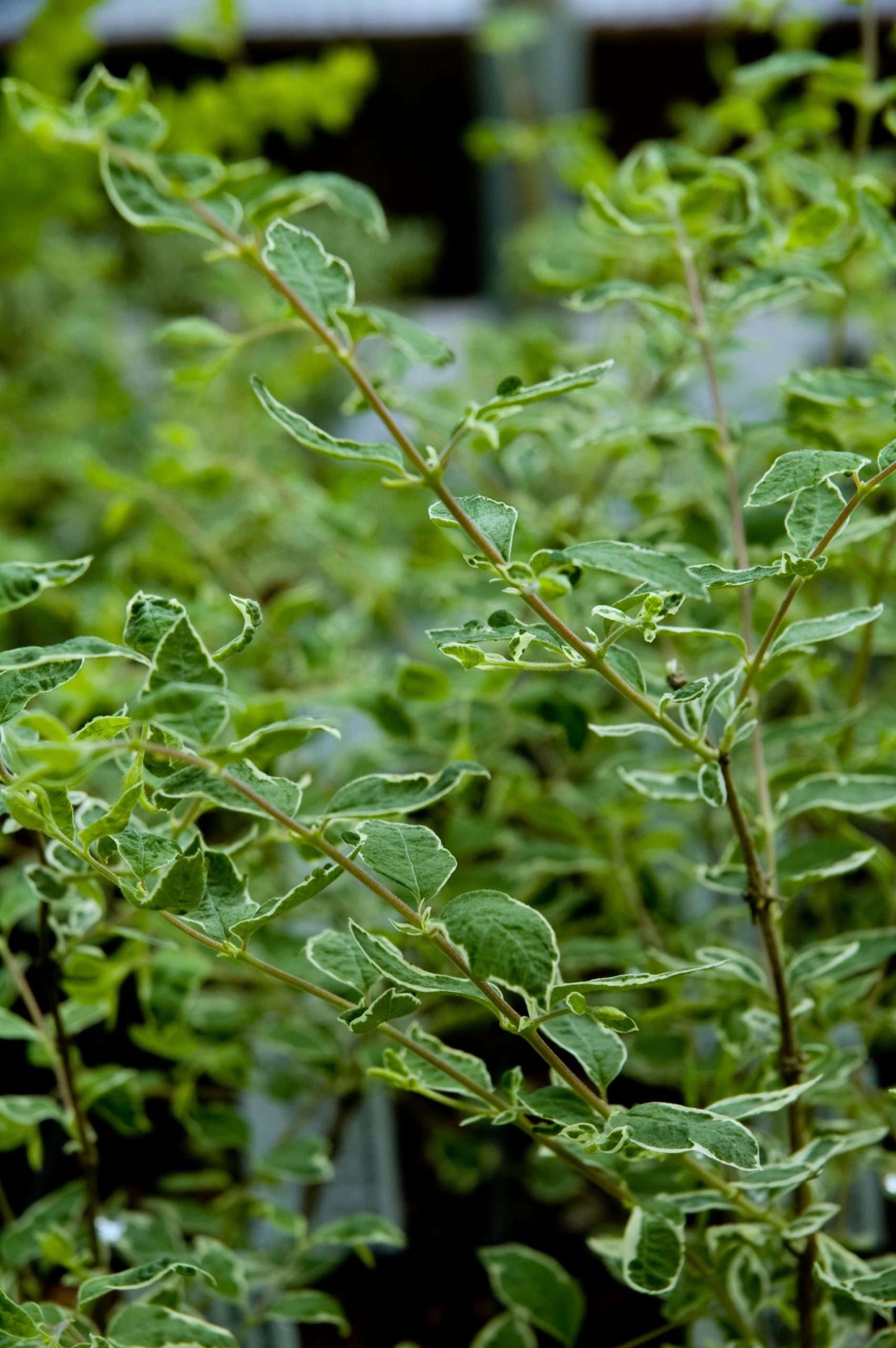 Symphoricarpos albus Variegatus
