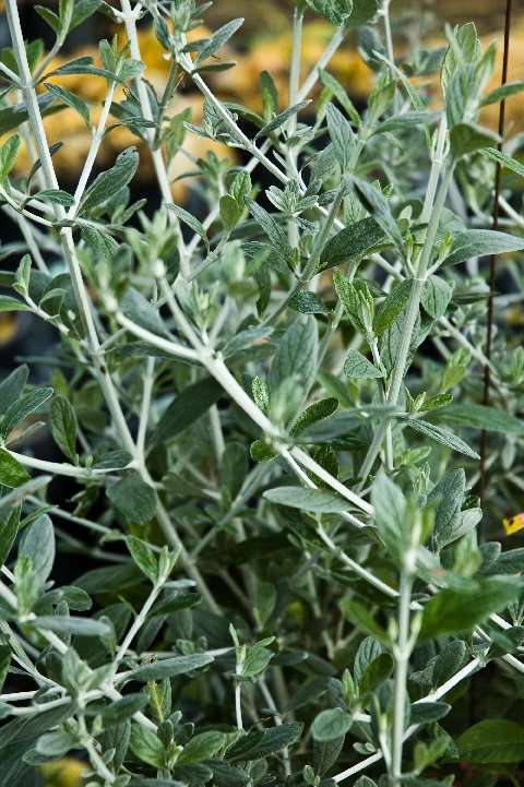 Teucrium fruticans 'Compactum'