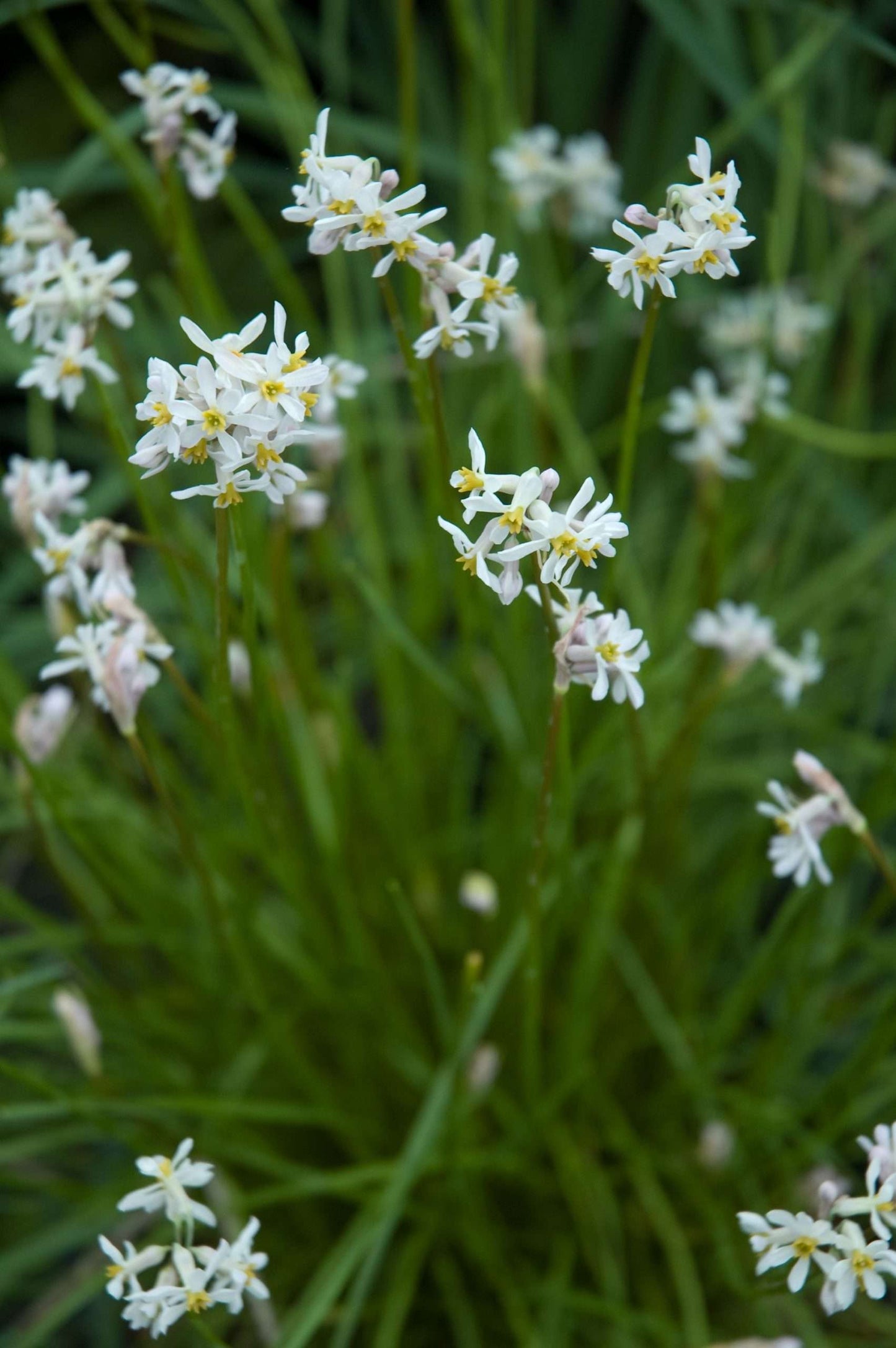 TULBAGHIA NATALENSIS