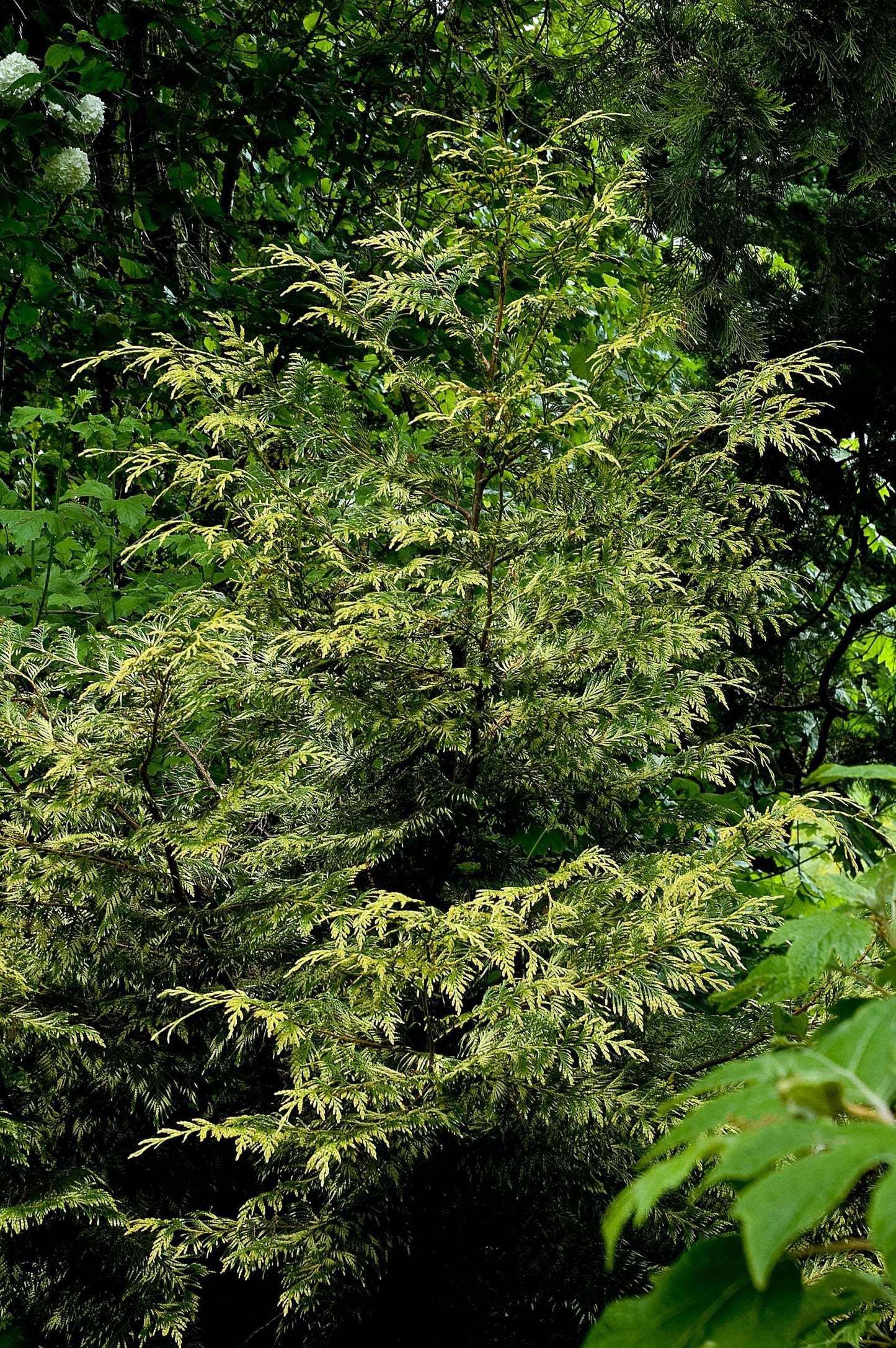 Thuja plicata Zebrina