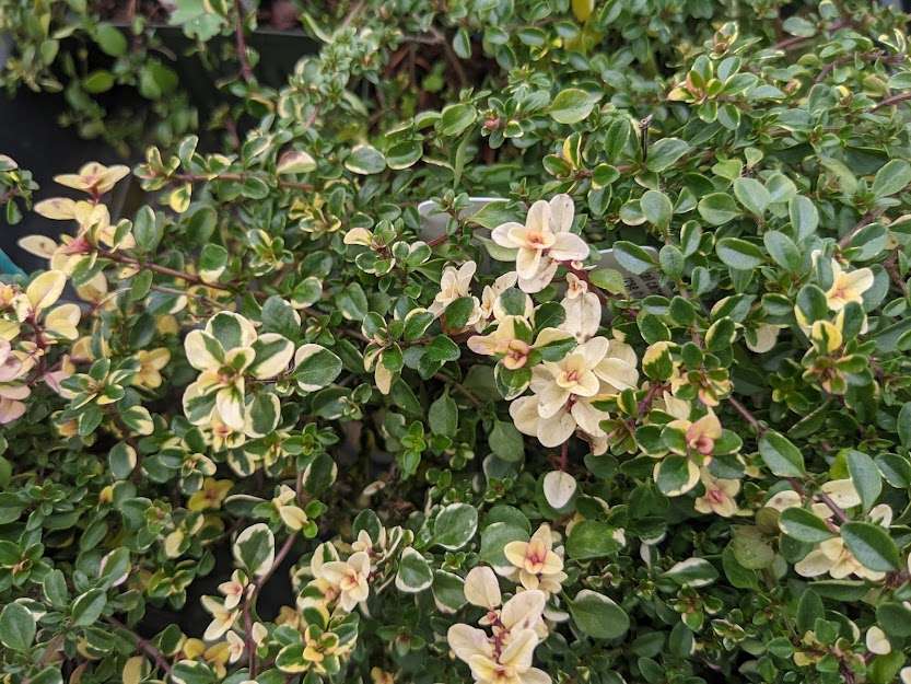Thymus pulegioides 'Foxley'