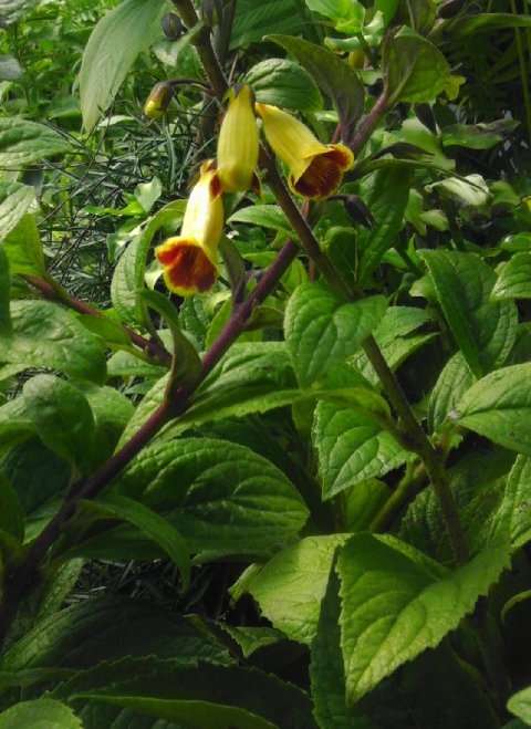 Titanotrichum oldhamii - avail for summer orders