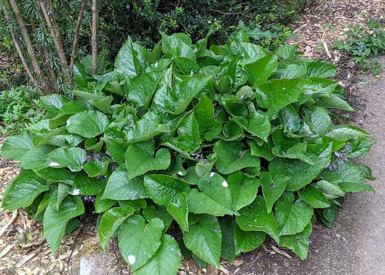 Trachystemon orientalis