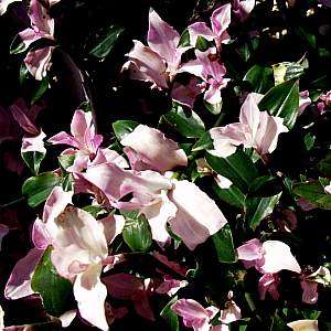 Tradescantia 'First Blush'