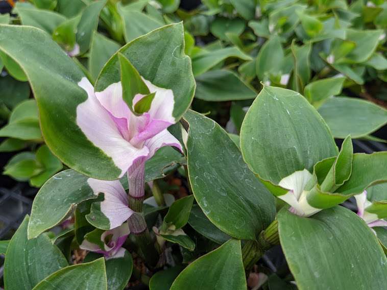 Tradescantia 'First Blush'