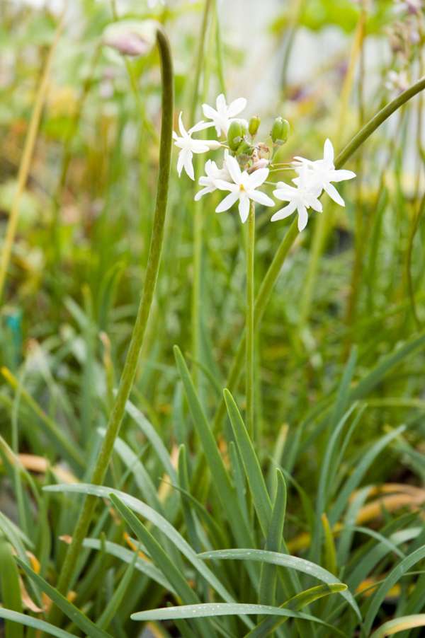 Tulbaghia violacea 'Alba'