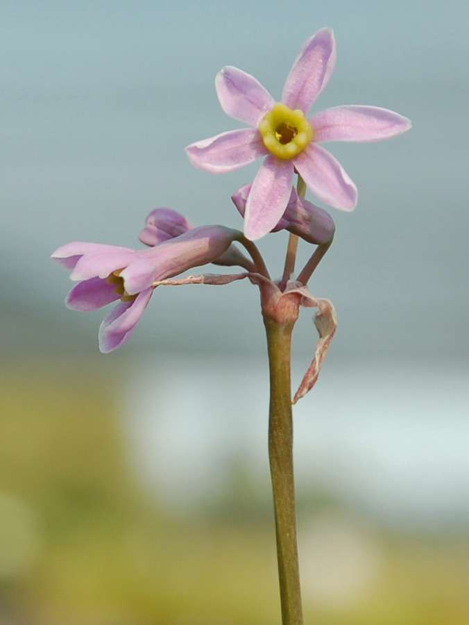 Tulbaghia codii