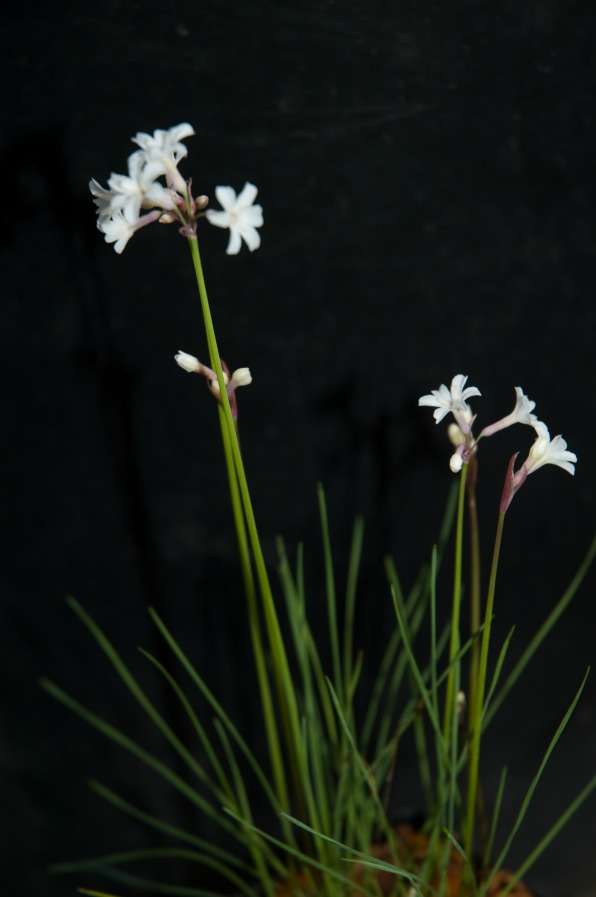 Tulbaghia cominsii