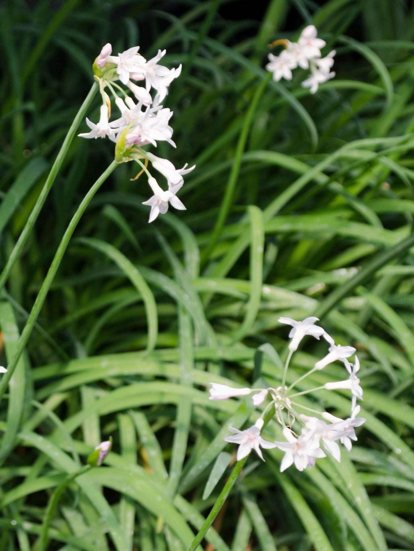 Tulbaghia violacea 'The Pearl'