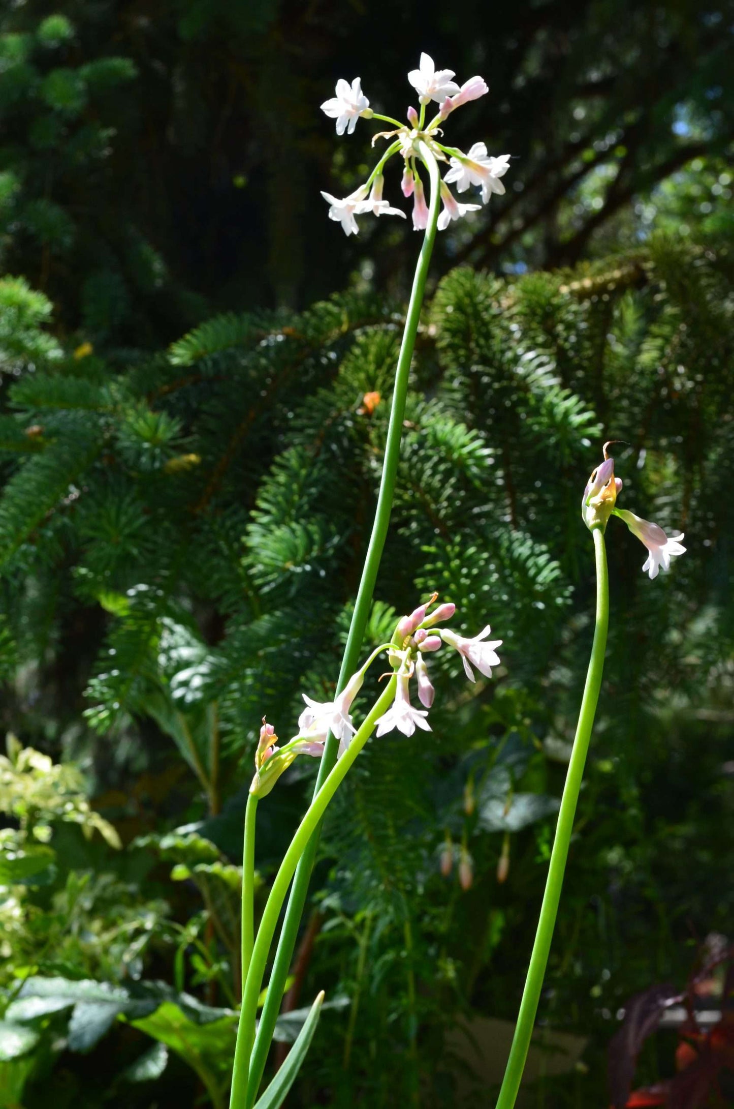 Tulbaghia violacea 'The Pearl'