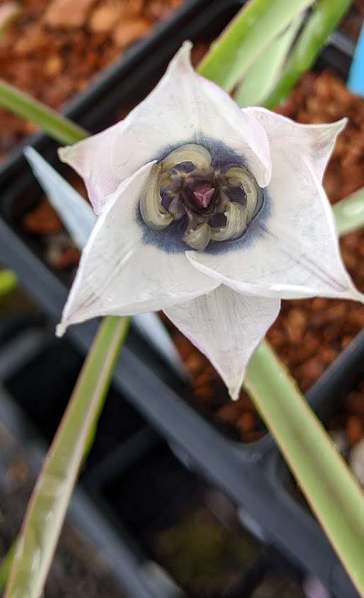 Tulipa humilis Alba Coerulea Oculata2