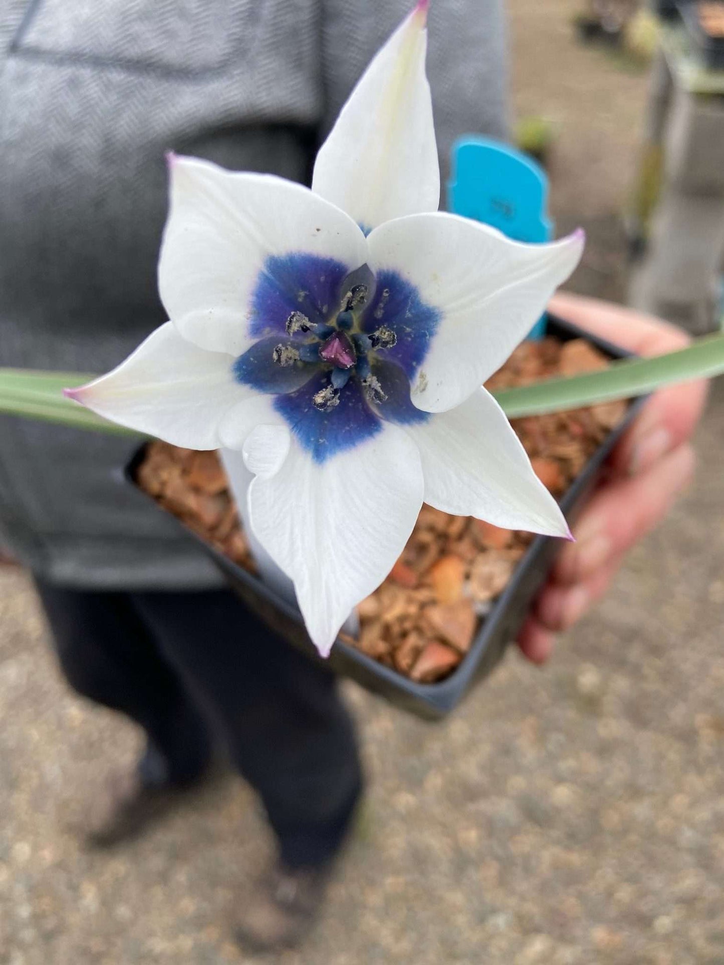 Tulipa humilis Alba Coerulea Oculata