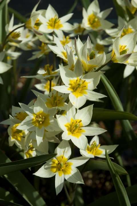 Tulipa turkestanica