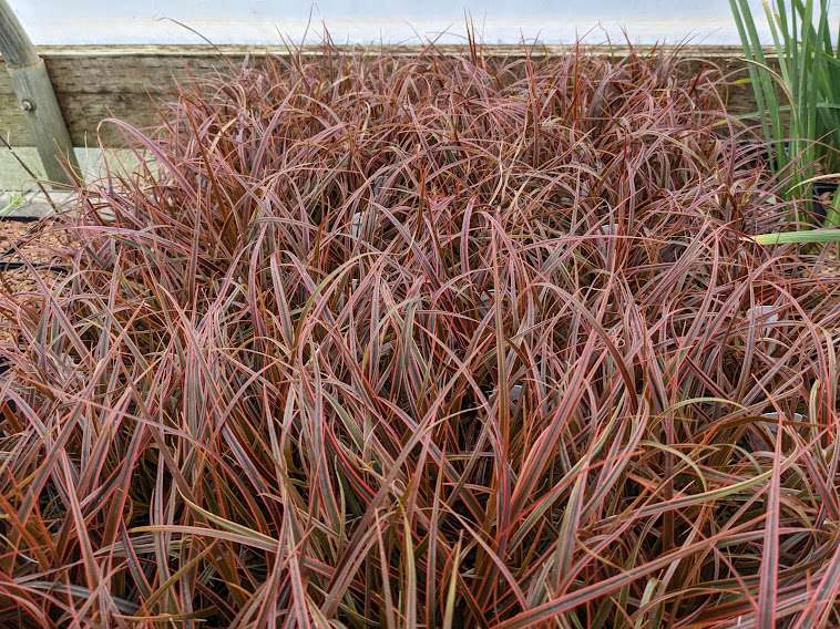 Uncinia rubra 'Belinda's Find'